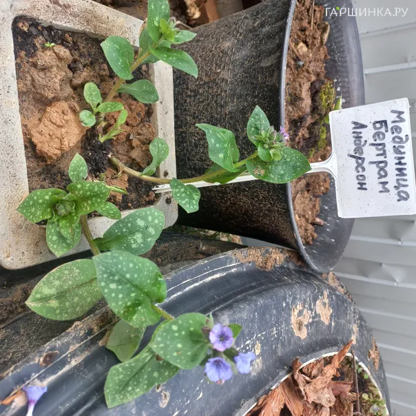 превью изображения отзыва