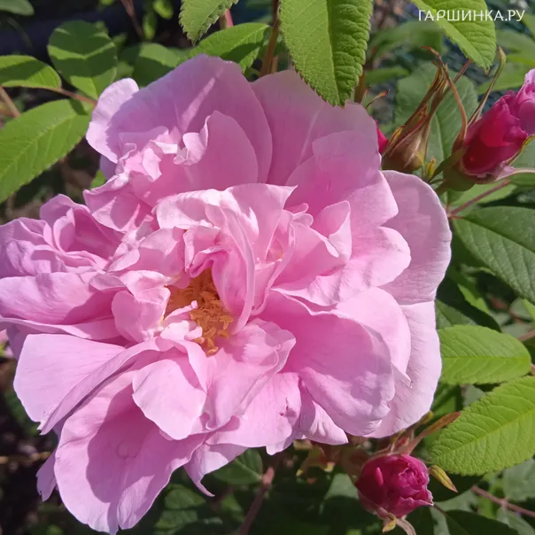 превью изображения отзыва