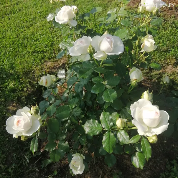 превью изображения отзыва