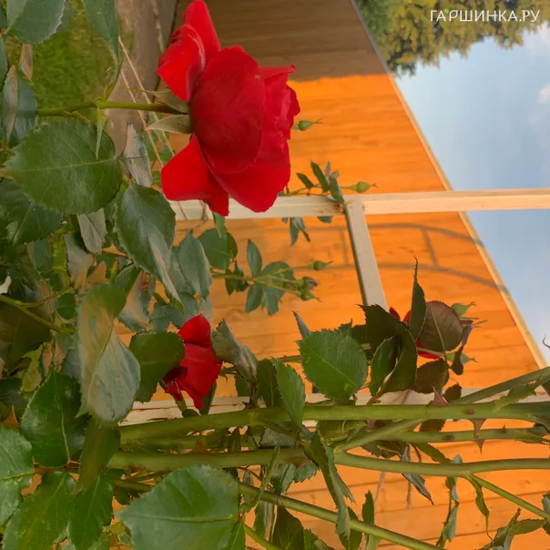 превью изображения отзыва