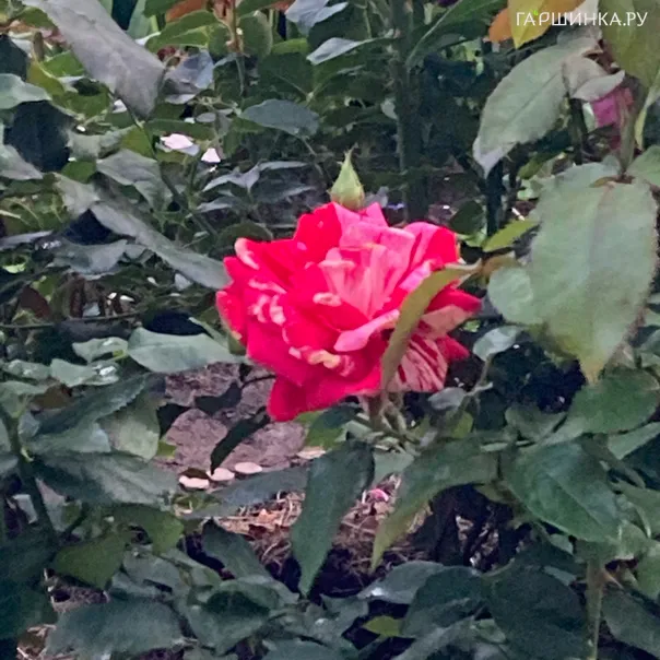 превью изображения отзыва