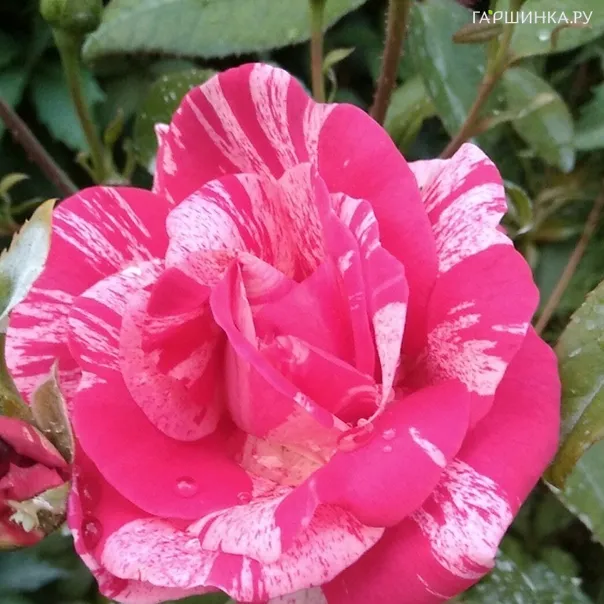 превью изображения отзыва