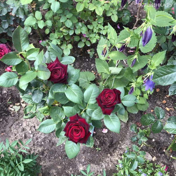 превью изображения отзыва