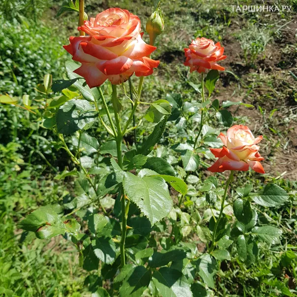 превью изображения отзыва