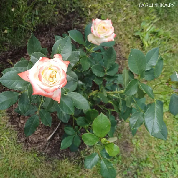 превью изображения отзыва