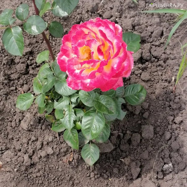 превью изображения отзыва