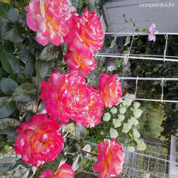 превью изображения отзыва