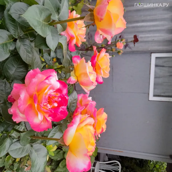 превью изображения отзыва