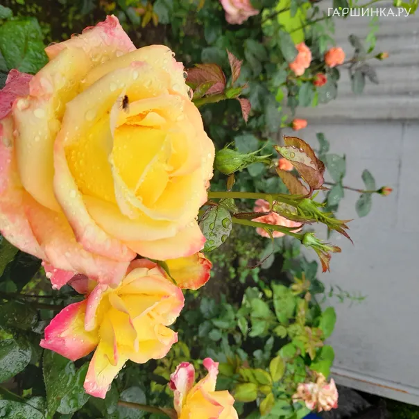 превью изображения отзыва