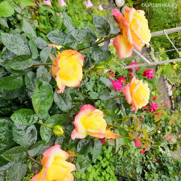 превью изображения отзыва