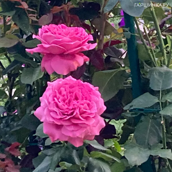 превью изображения отзыва