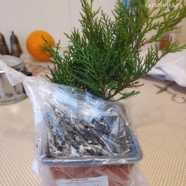 превью изображения отзыва