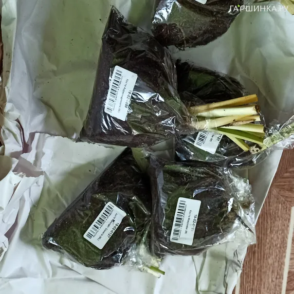 превью изображения отзыва