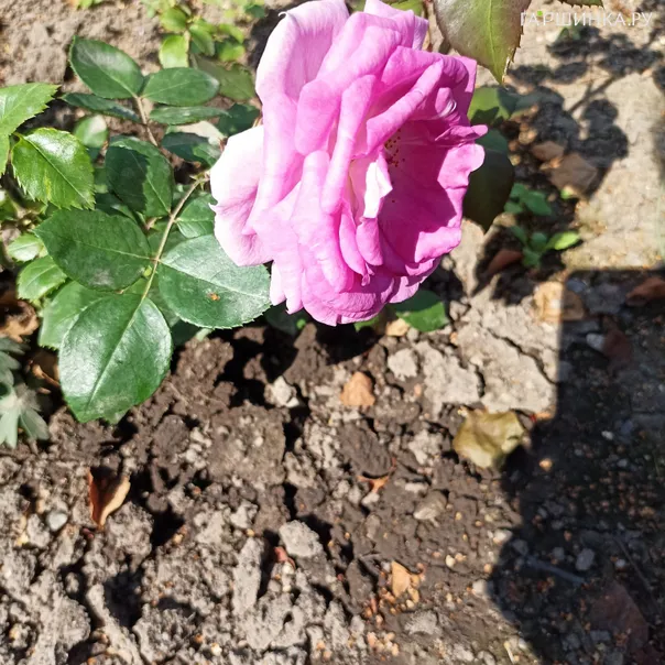 превью изображения отзыва