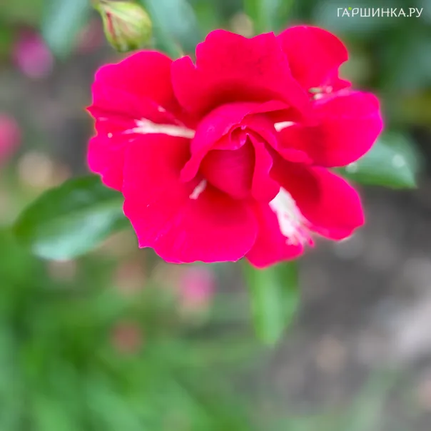 превью изображения отзыва