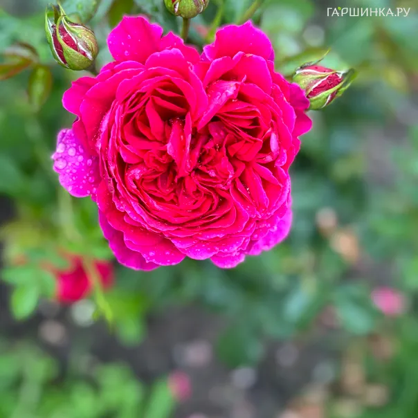 превью изображения отзыва