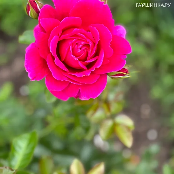 превью изображения отзыва