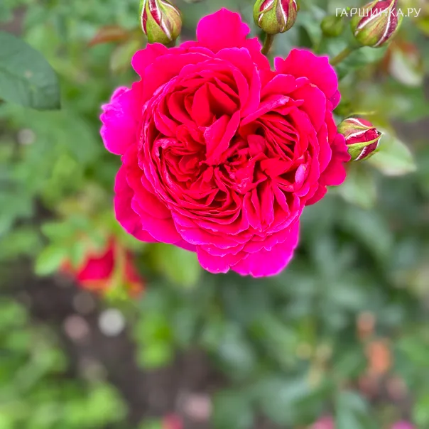 превью изображения отзыва