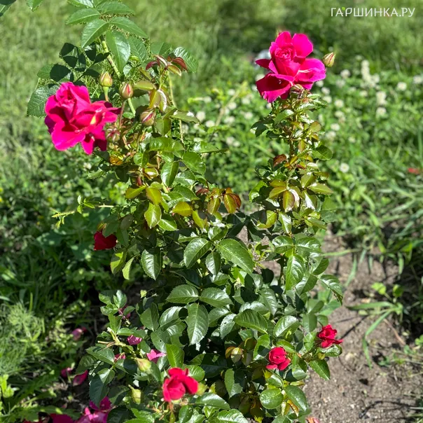 превью изображения отзыва