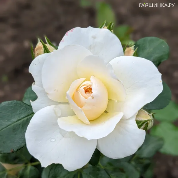 превью изображения отзыва