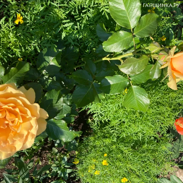 превью изображения отзыва