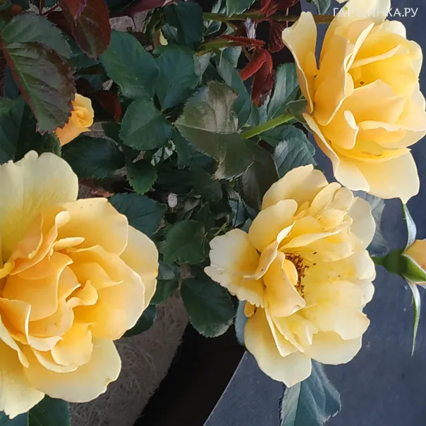 превью изображения отзыва