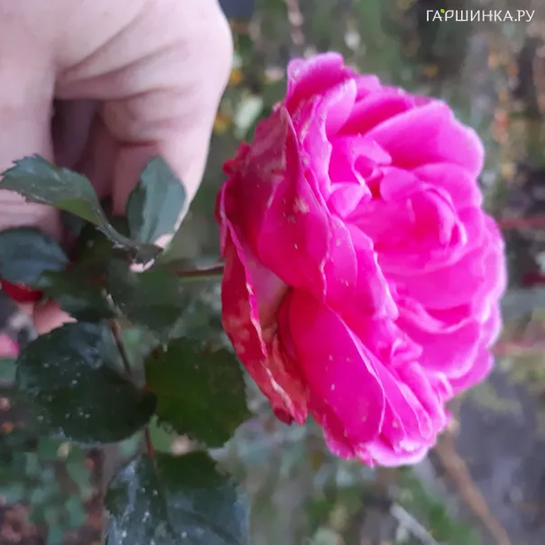 превью изображения отзыва