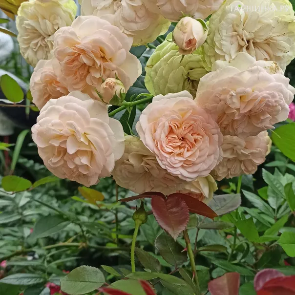 превью изображения отзыва