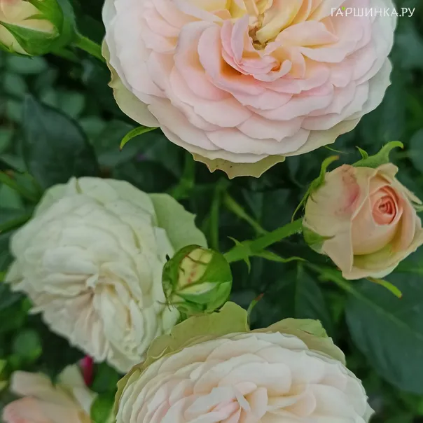 превью изображения отзыва