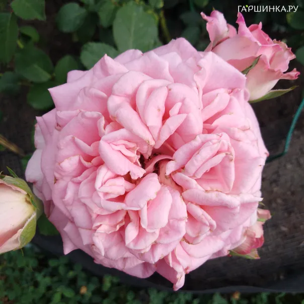 превью изображения отзыва