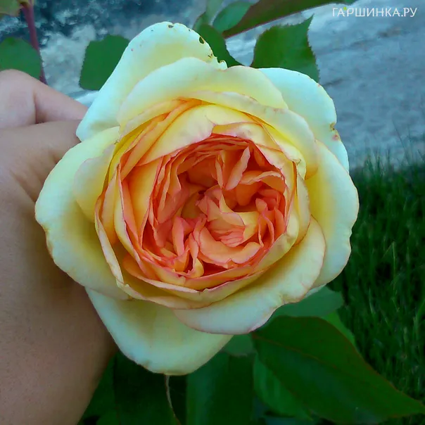 превью изображения отзыва