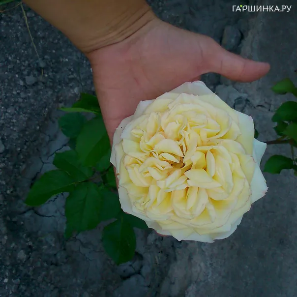 превью изображения отзыва