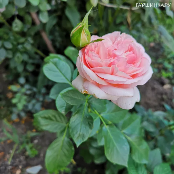 превью изображения отзыва