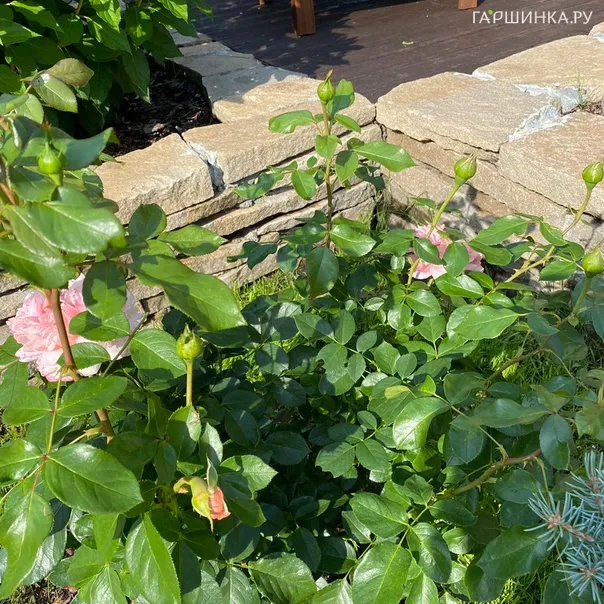 превью изображения отзыва