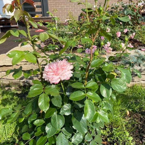 превью изображения отзыва