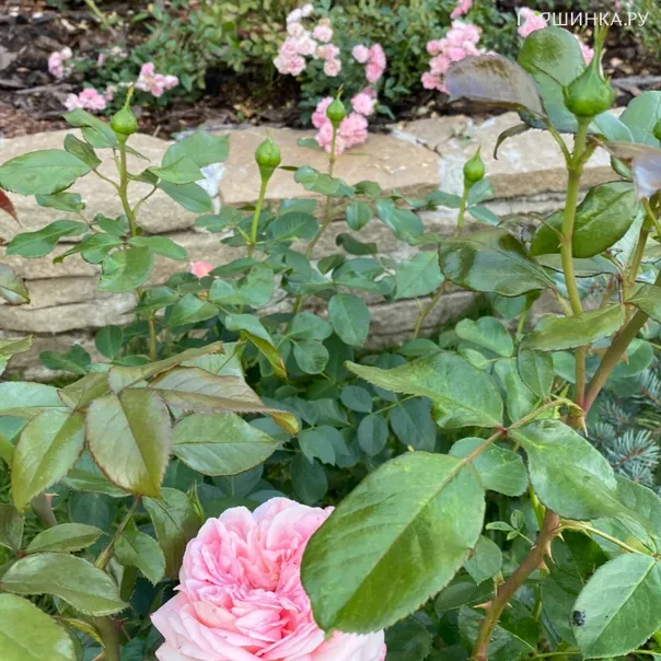 превью изображения отзыва