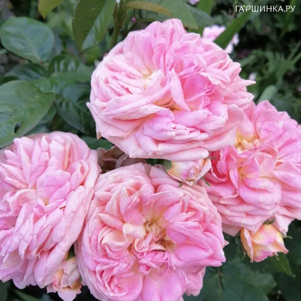 превью изображения отзыва