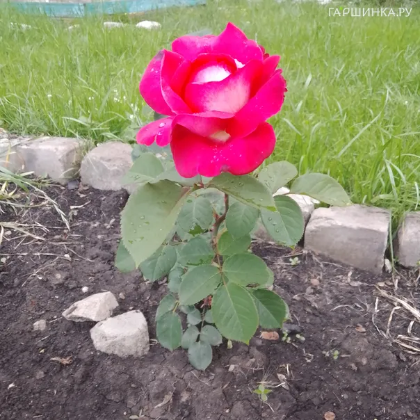 превью изображения отзыва