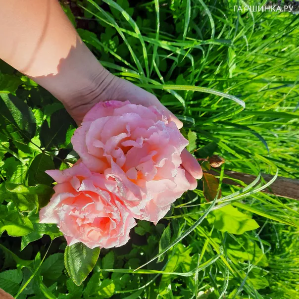 превью изображения отзыва