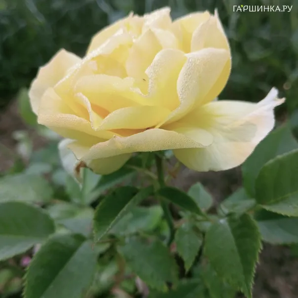 превью изображения отзыва