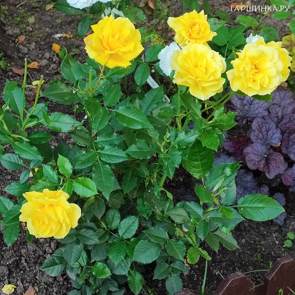 превью изображения отзыва