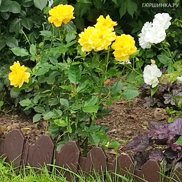 превью изображения отзыва