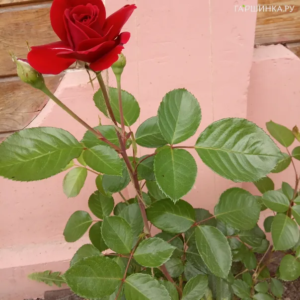 превью изображения отзыва