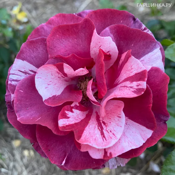 превью изображения отзыва