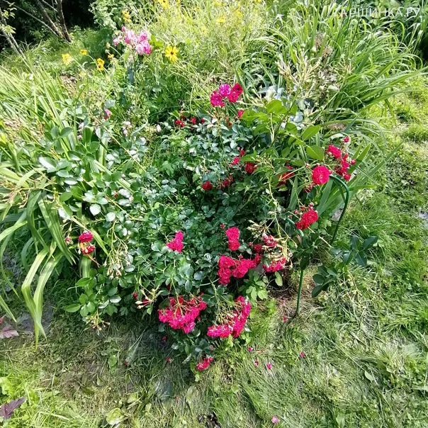 превью изображения отзыва