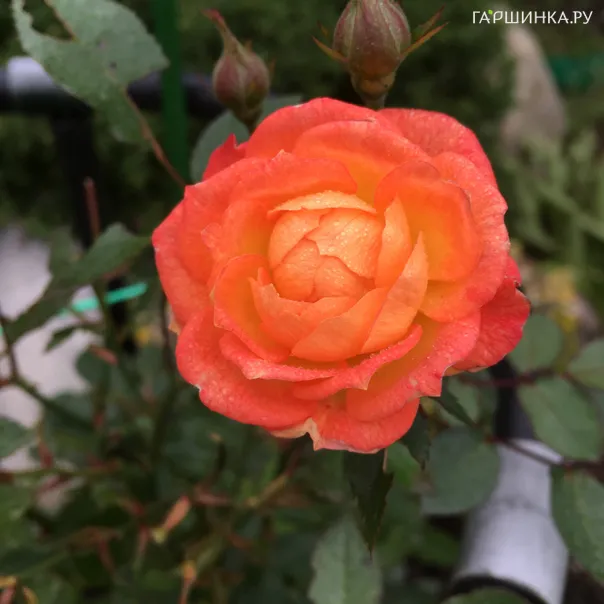 превью изображения отзыва