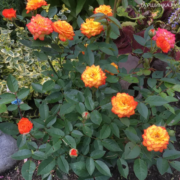 превью изображения отзыва