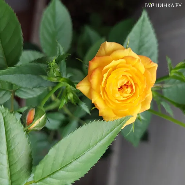 превью изображения отзыва