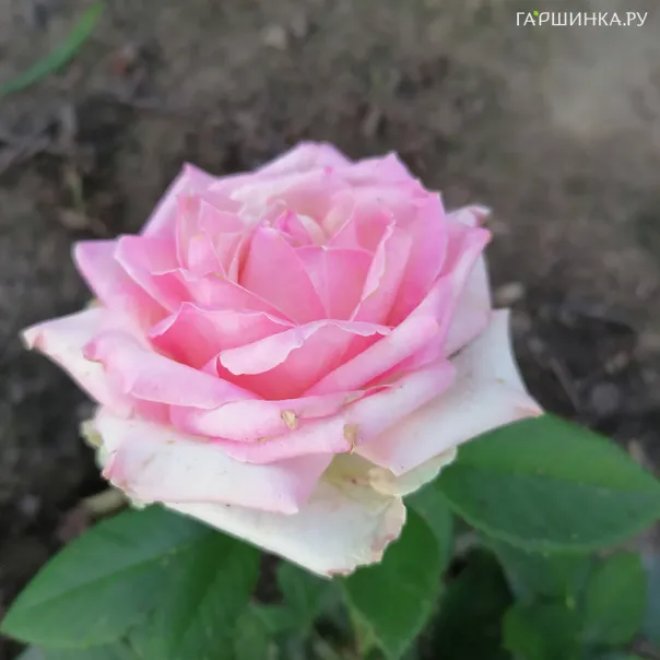 превью изображения отзыва