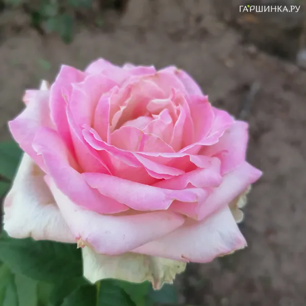 превью изображения отзыва